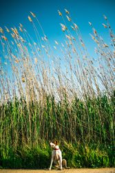 Funny dog near tall grass