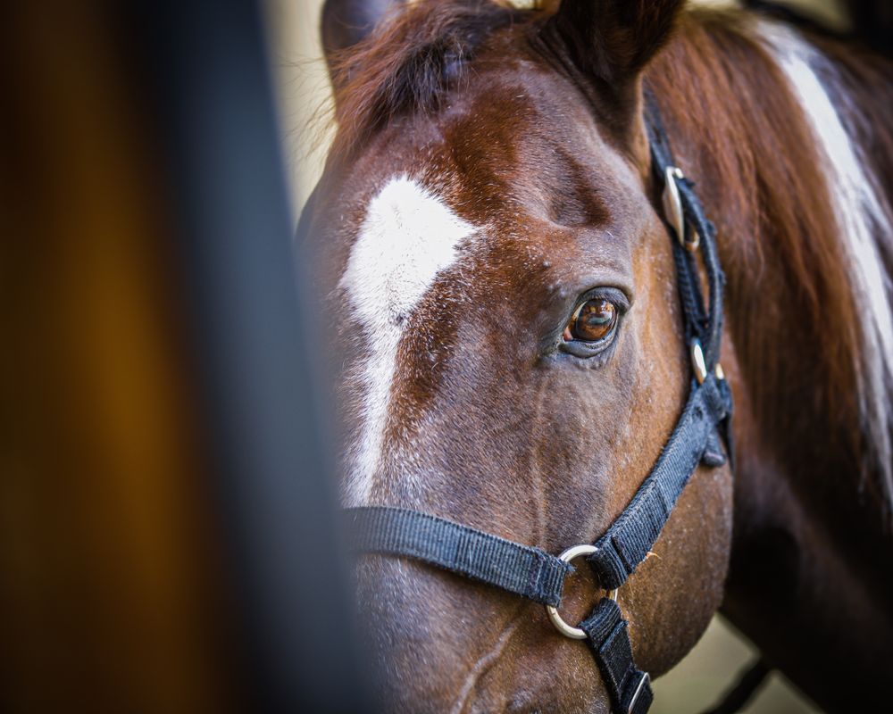Brown horse with dark leather strap