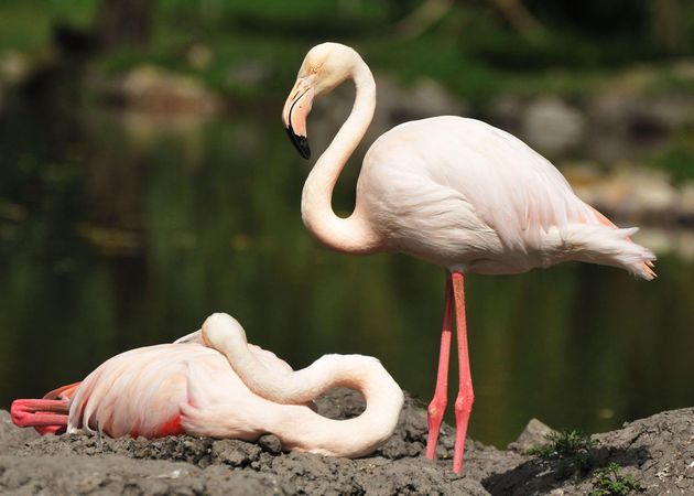 Two pink flamingo birds in Aruba