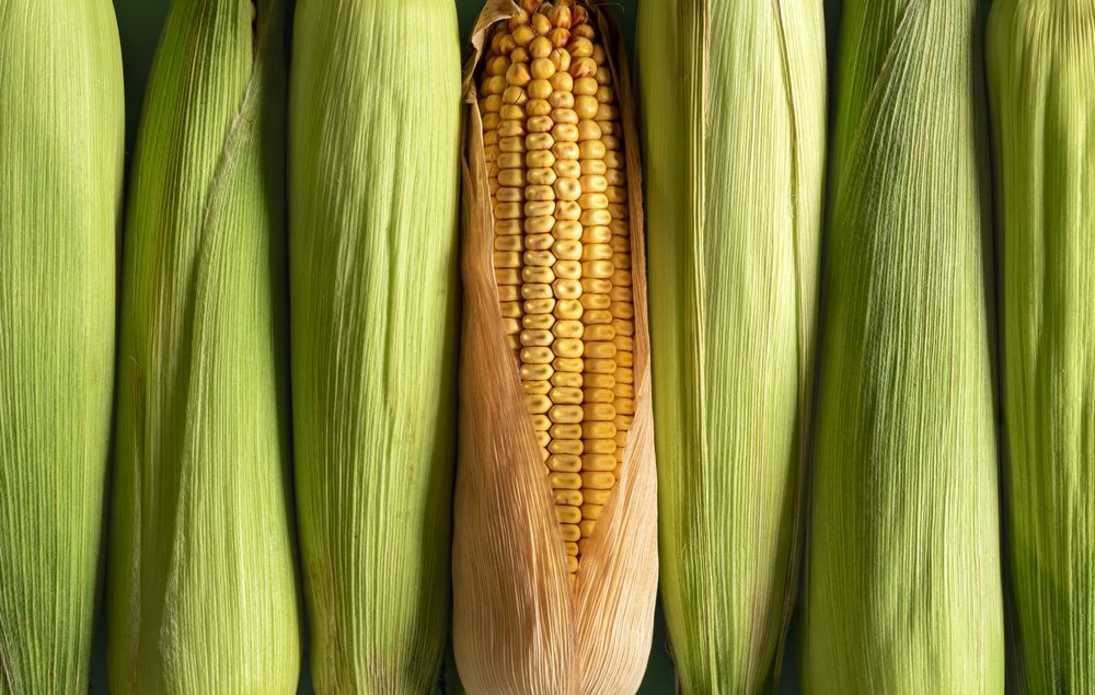 Many corn cobs in a row