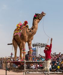 Man pulling the rein of camel beside audience 41Yxl4