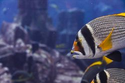 Exotic fish in aquarium