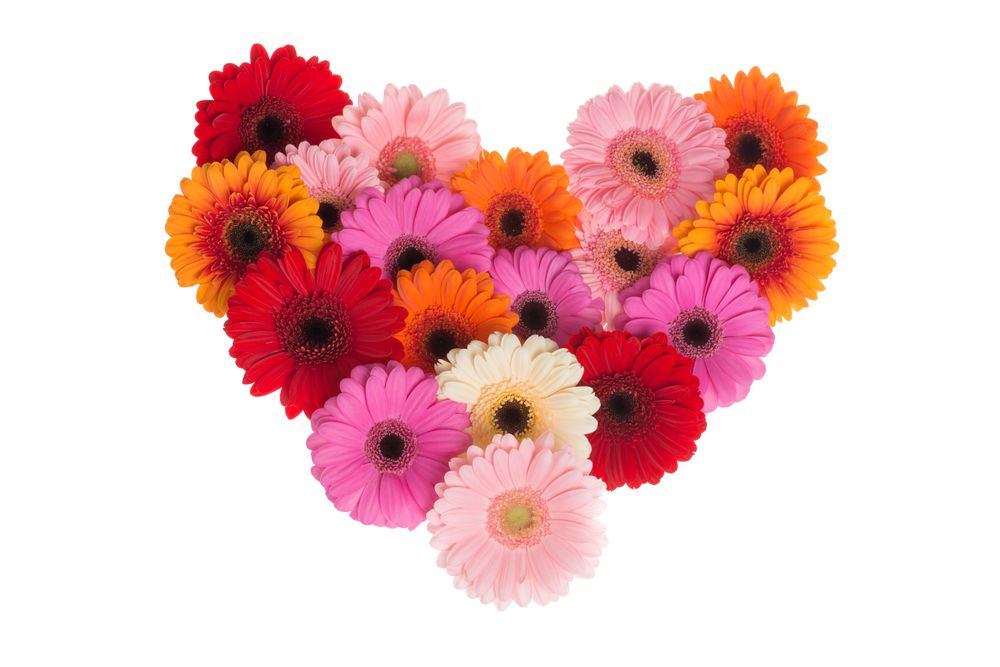 Heart shape of blooming colorfull gerbera flowers on a light background