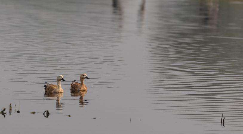 Two brown duck on water