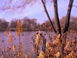 Park Plants in the Fall