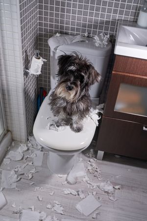 Miniature Schnauzer sitting on pan after tearing toilet paper