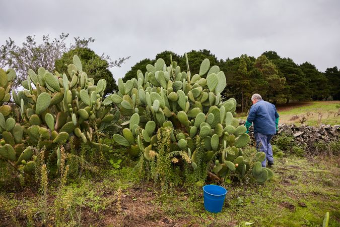 Man peeling sweet pear cactus