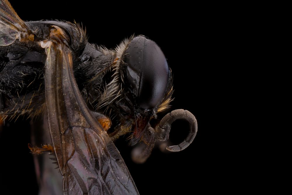 Threatening flying insect with transparent wings