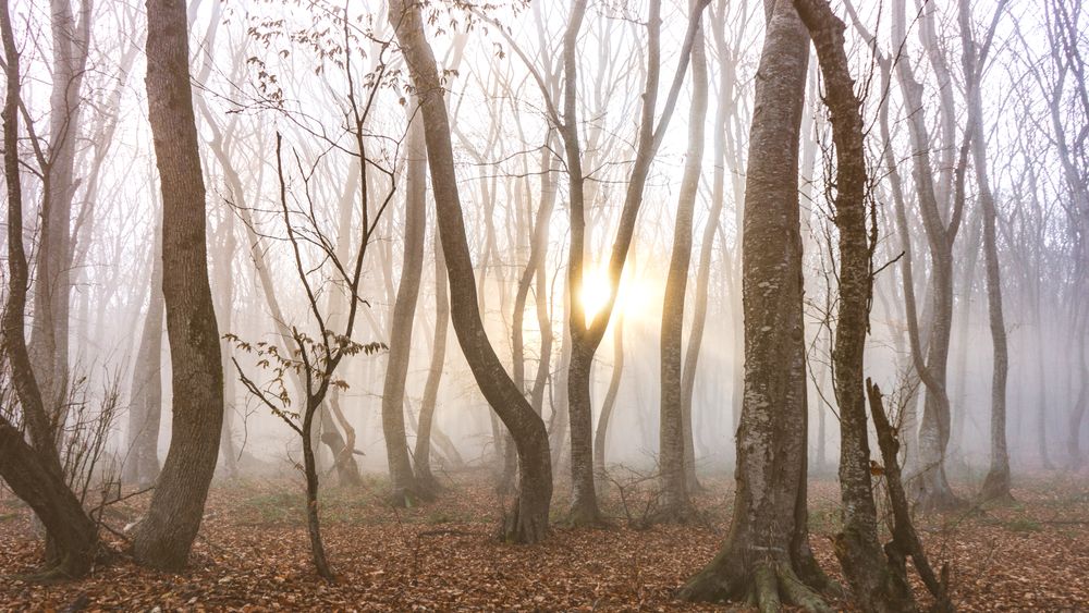 Sun coming through moody autumnal  forest