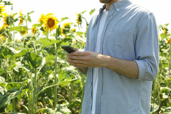 Man with phone in sunflower field. Agriculture business