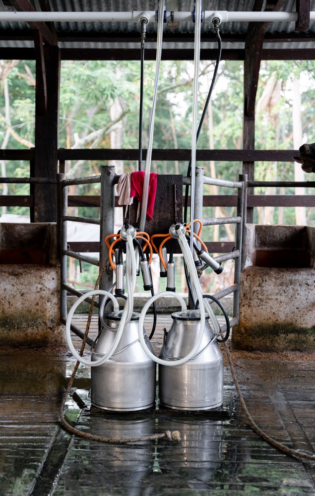 Milking machine ready to use in a dairy farm