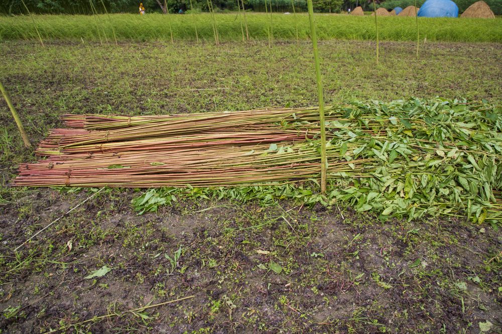 Red Green Raw Jute stacked on Field. This is the Called Golden Fiber in Bangladesh