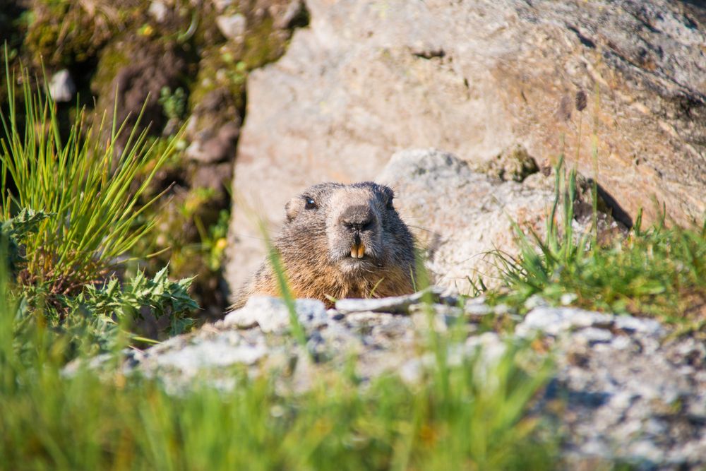 Cute marmot on meadow in Switzerland