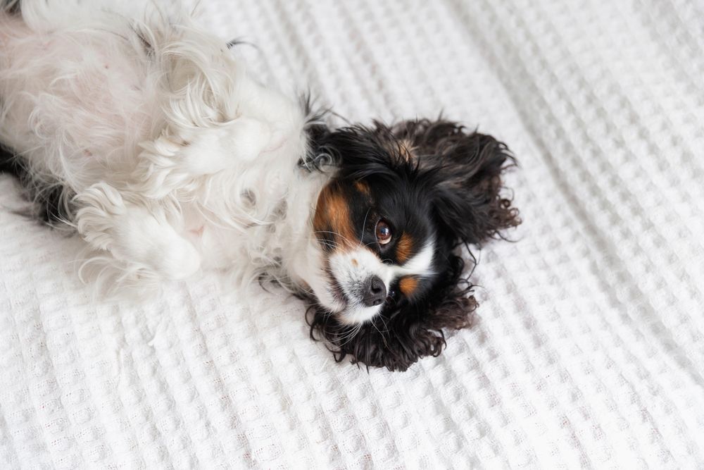 Cavalier Spaniel relaxing in bed