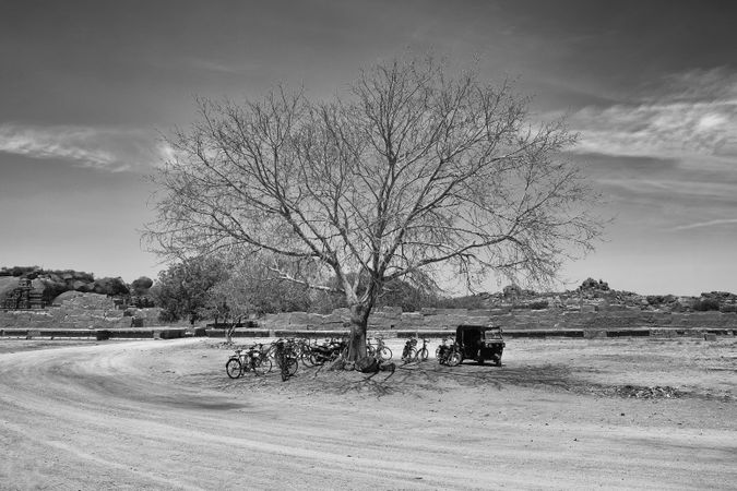 Grayscale photo of a bicycles beside leafless tree