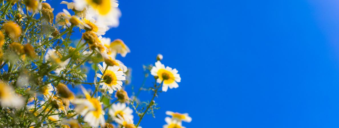 Wide shot of daisies against the sky