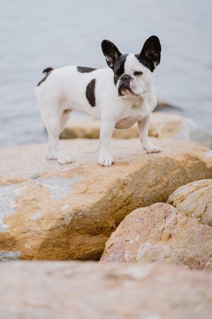Small dog standing on rocks near sea