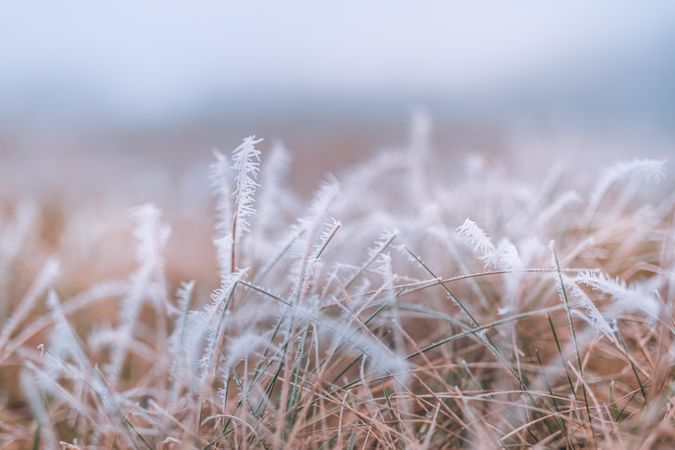 Close up of dry grass with ice