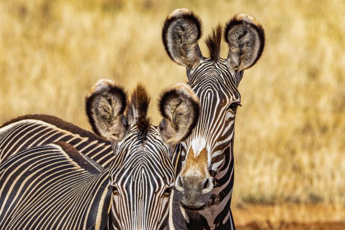 Rare Grevy’s Zebra, Samburu, Kenya