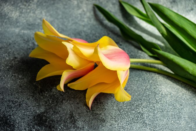 Yellow tulip flowers on concrete counter