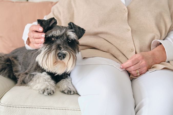 Crop woman caressing Miniature Schnauzer on sofa at home
