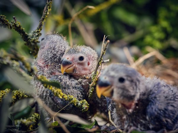 Adorable lovebird babies sitting in nest in tropical forest