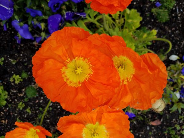 Poppy orange garden, landscape