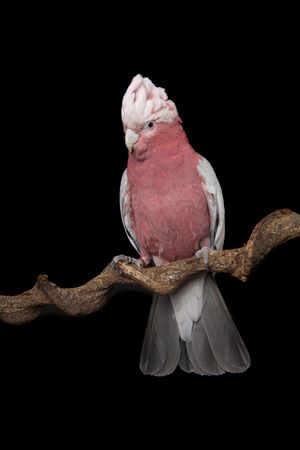 Pretty pink galah cockatoo, seen from the front on a branch