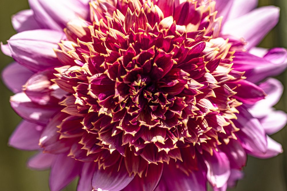 Close up of dark pink center of dahlia