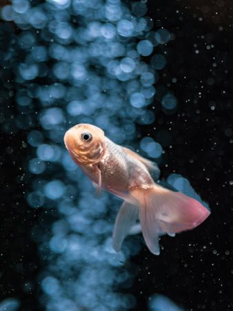 Exotic fish in aquarium