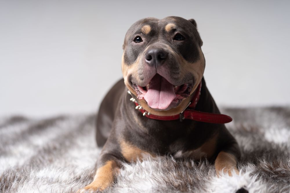 Portrait of pitbull in red spiked collar
