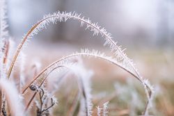 Ice on tall grass
