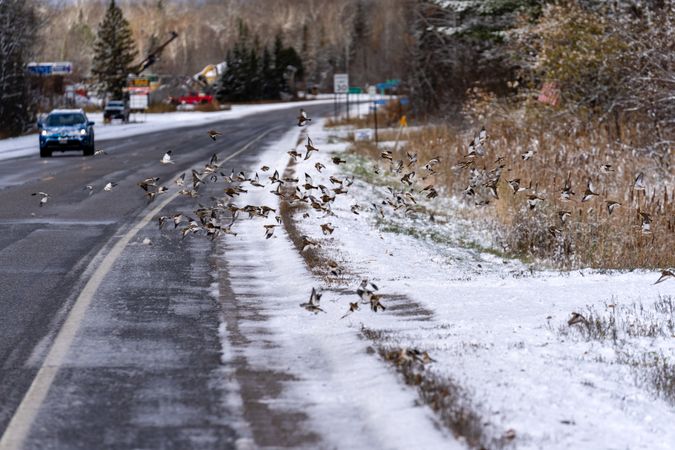 A flock of Snow Buntings flush along MN-38 in Marcell, Minnesota