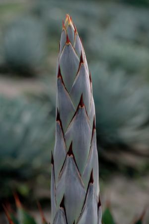 succulent plant sprout