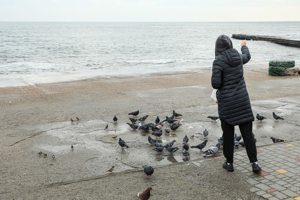 A person on the seashore feeds the birds