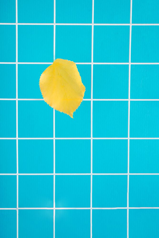 Single yellow leaf against blue bathroom riles