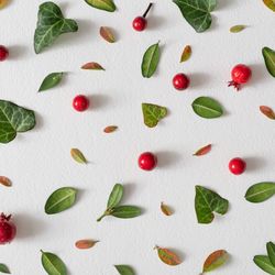 Green and red leaves, red berries on light  background