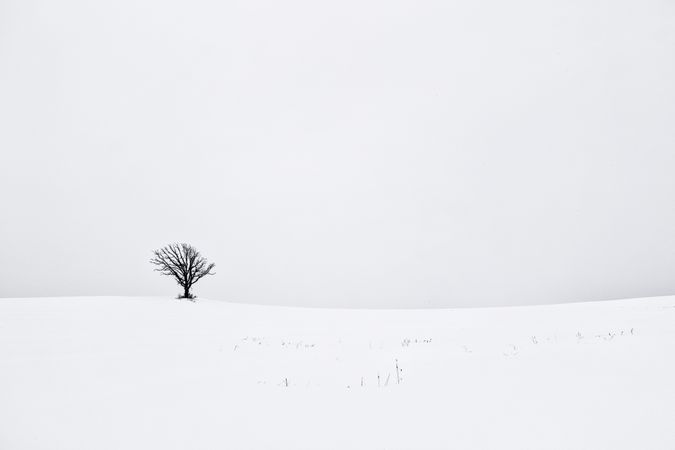 One tree in a snowy field on an overcast day