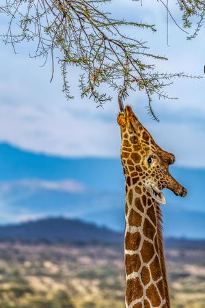 Reticulated Giraffe browsing on an Acacia tree in Samburu, northern Kenya