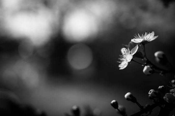 Monochrome shot of cherry blossom with copy space