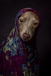 Italian Greyhound dog with scarf