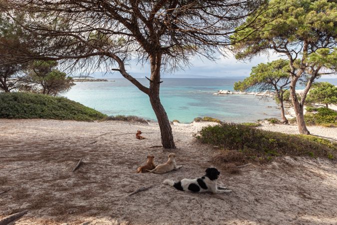 Stray dogs on coastal beach with old trees