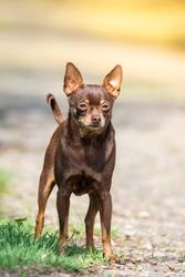 Brown chihuahua on asphalt
