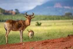 Topi Antelope watching, Tsavo West, Kenya