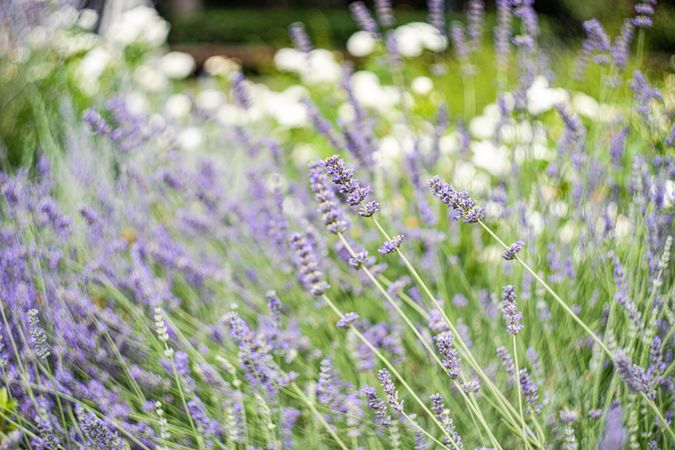 Flowering lavender plant in the summer time