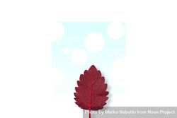 Single red leaf on light background 5ryj20
