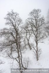 Barren trees on snowy day in Caucasus mountains 5p7ay0