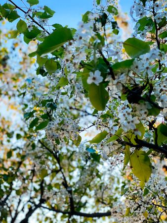 Cluster of ornamental pear tree blossom flowers with blue sky