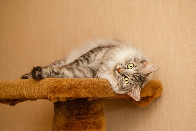 Grey cat laying on orange carpet platform