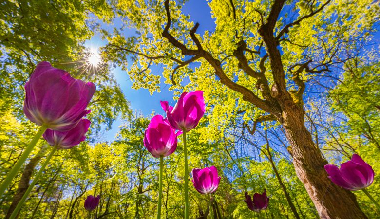 Beautiful tulips growing in a forest next to a large tree